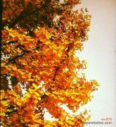 探索银杏叶子的秘密 银杏叶子花语-生命与希望的象征