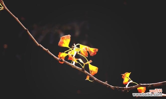 探索银杏叶子的秘密 银杏叶子花语-生命与希望的象征