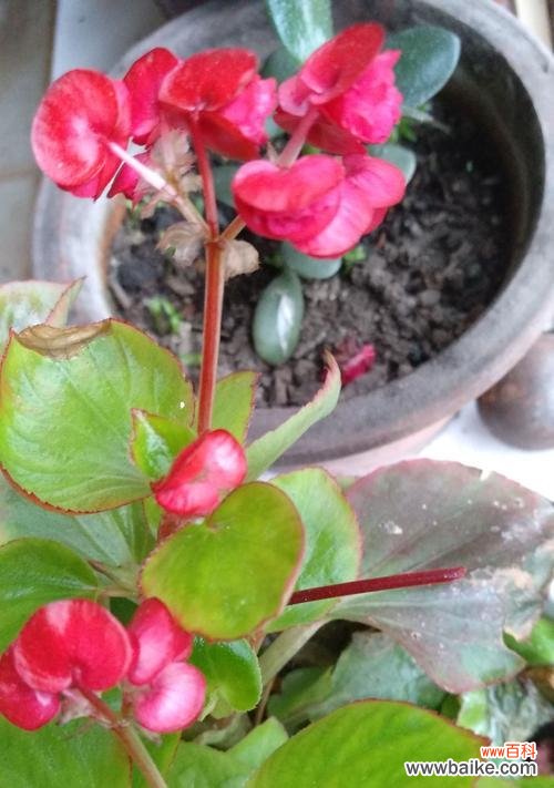 银星秋海棠的花语 银星秋海棠花语的传说与意义