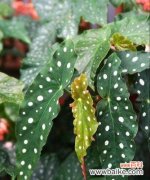 银星秋海棠的花语 银星秋海棠花语的传说与意义