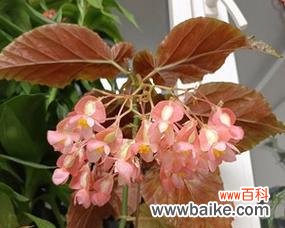 探寻银星海棠的美丽花语 银星海棠花语