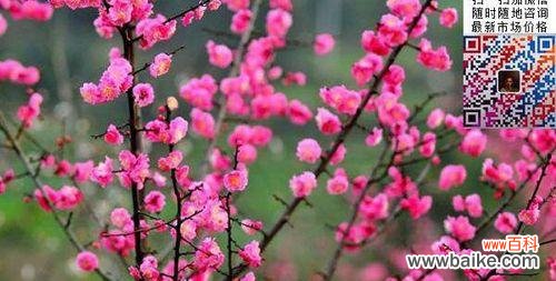 探索梅花的不同颜色与寓意 梅花的多彩世界