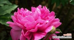 探索牡丹花语的深层意义与文化背景 牡丹花语的含义与象征