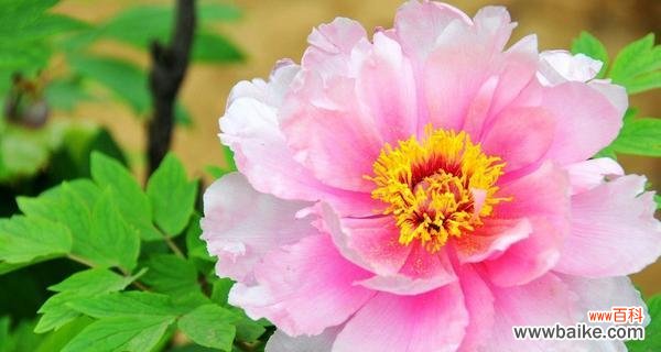 探秘花海中的感受与祝福 《牡丹菊的花语和寓意》