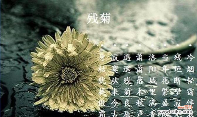 探秘花海中的感受与祝福 《牡丹菊的花语和寓意》