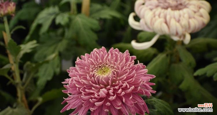 南通市花菊花的文化内涵及生态价值 南通市花菊花的象征与意义