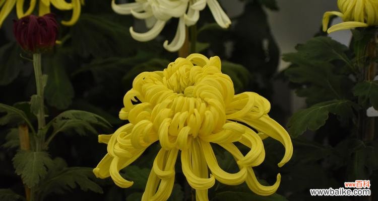 南通市花菊花的文化内涵及生态价值 南通市花菊花的象征与意义