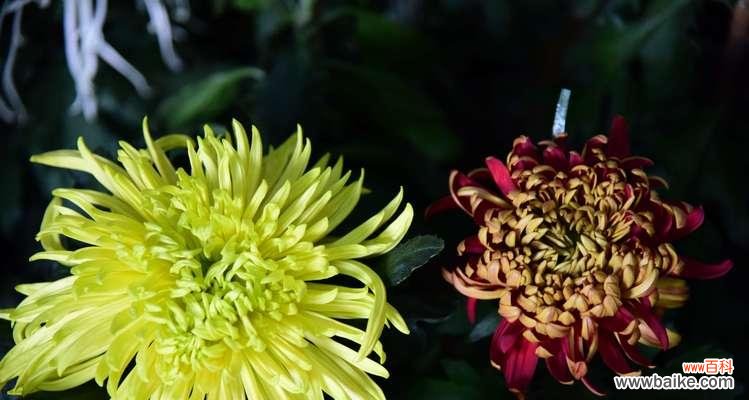 南通市花菊花的文化内涵及生态价值 南通市花菊花的象征与意义