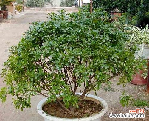 探寻花海中的心灵碰撞 米兰花语揭示的情感意义