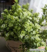 探寻花海中的心灵碰撞 米兰花语揭示的情感意义