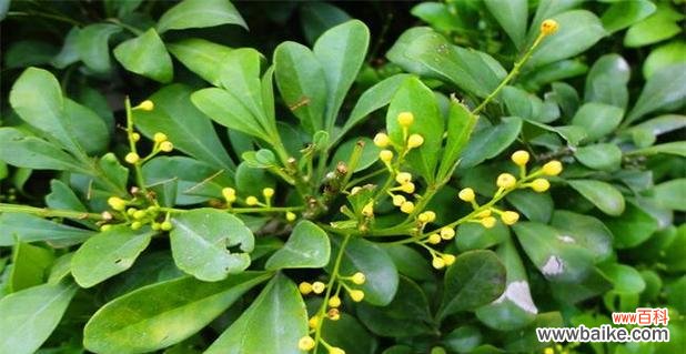 探寻花海中的心灵碰撞 米兰花语揭示的情感意义