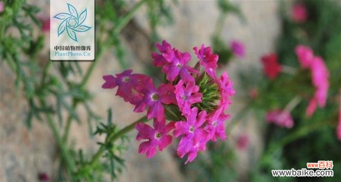 探索美女樱花的花语 美女樱的花语与寓意