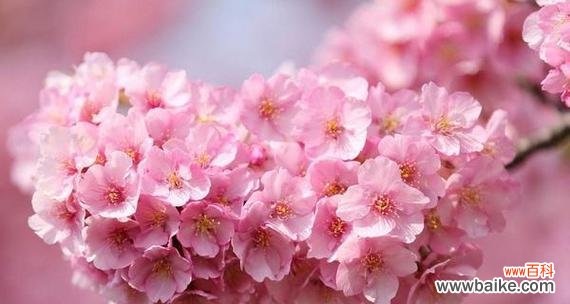 盛开在四月的美人樱花 美人樱花