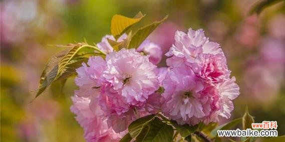 盛开在四月的美人樱花 美人樱花