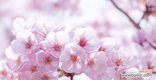 盛开在四月的美人樱花 美人樱花