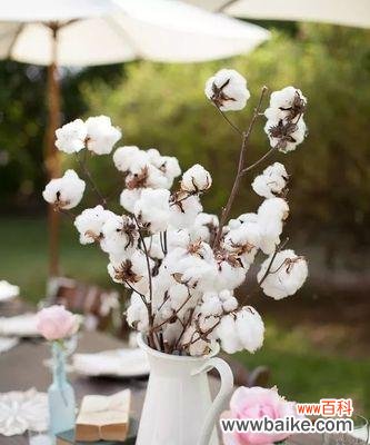 探寻棉花的象征意义 棉花的花语与寓意