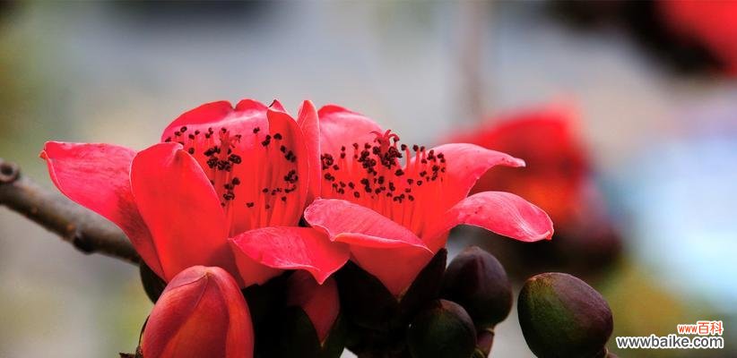 探寻棉花的花语 棉花的花语与意义——纯洁与温暖的象征