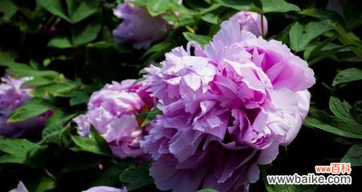 以牡丹代表的人格特质及其象征意义 牡丹花与人格魅力的契合