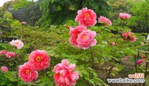 以牡丹代表的人格特质及其象征意义 牡丹花与人格魅力的契合