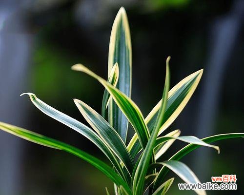 墨兰 墨兰花语的寓意及传承的美丽