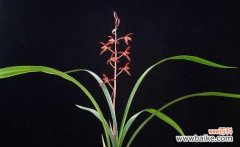 墨兰 墨兰花语的寓意及传承的美丽