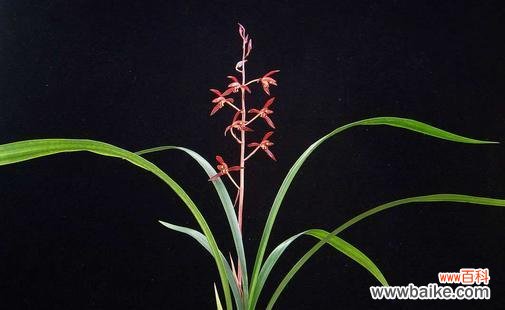 墨兰 墨兰花语的寓意及传承的美丽