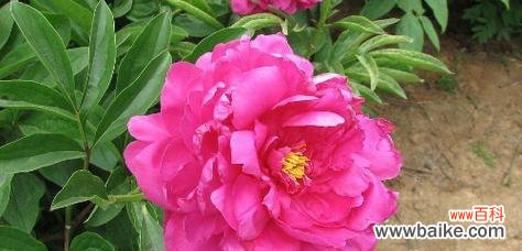 揭开牡丹绽放的奥秘 牡丹盛开的花语与寓意