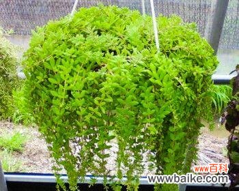 探秘牡丹吊兰的神秘之花 牡丹吊兰的花语与代表意义