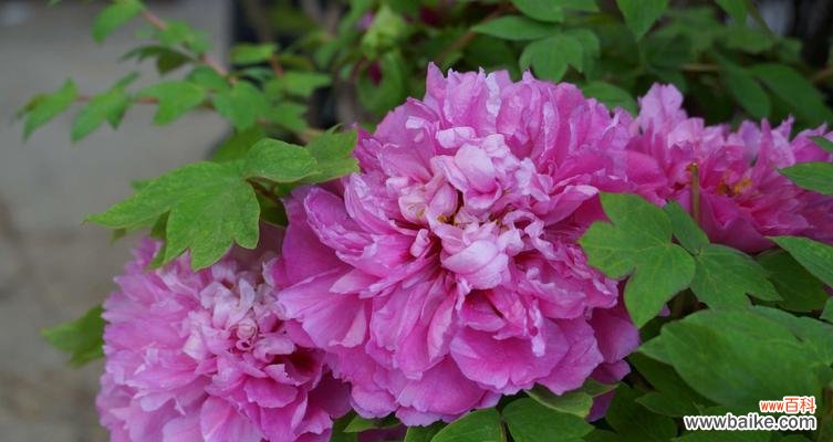 美丽与繁荣的花朵—牡丹花 牡丹花的象征意义