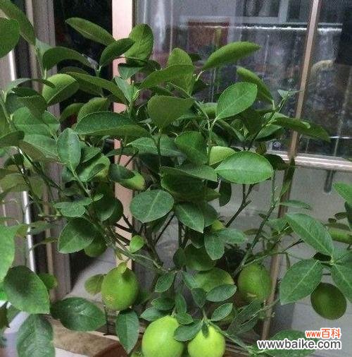 柠檬 柠檬的象征意义与作用