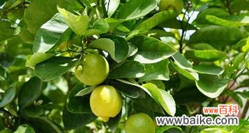 柠檬与勇气 柠檬