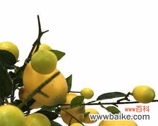 柠檬与勇气 柠檬