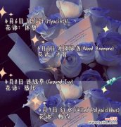 解读水仙花的寓意与美丽 水仙花的花语与象征意义