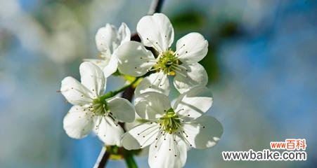 樱桃花的花语传递着爱与祝福 樱桃花的花语