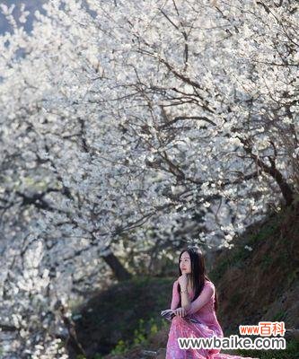 樱桃花的花语传递着爱与祝福 樱桃花的花语