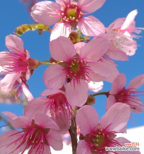 樱桃花的花语传递着爱与祝福 樱桃花的花语