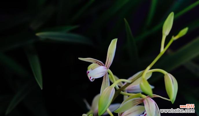 探寻兰花的花语与文化韵味 兰花