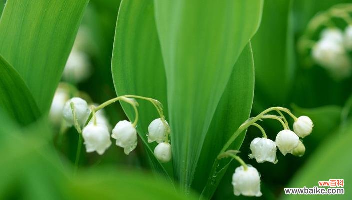 探寻幽谷铃兰的花语之美 幽谷铃兰