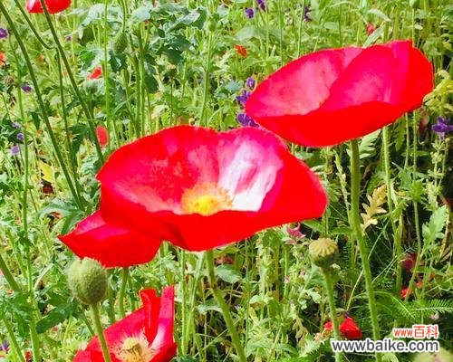 揭秘虞美人花的花语 虞美人花语之含义及传说