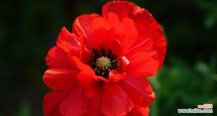 揭秘虞美人花的花语 虞美人花语之含义及传说