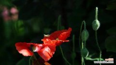 美丽娇艳的虞美人 虞美人花的花语与传说