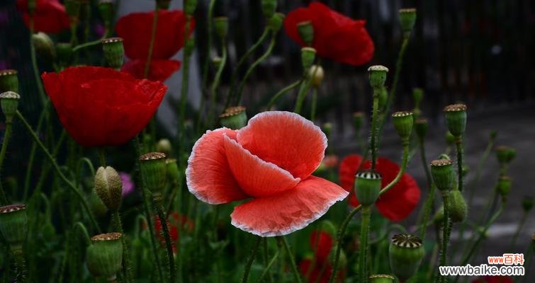 美丽娇艳的虞美人 虞美人花的花语与传说