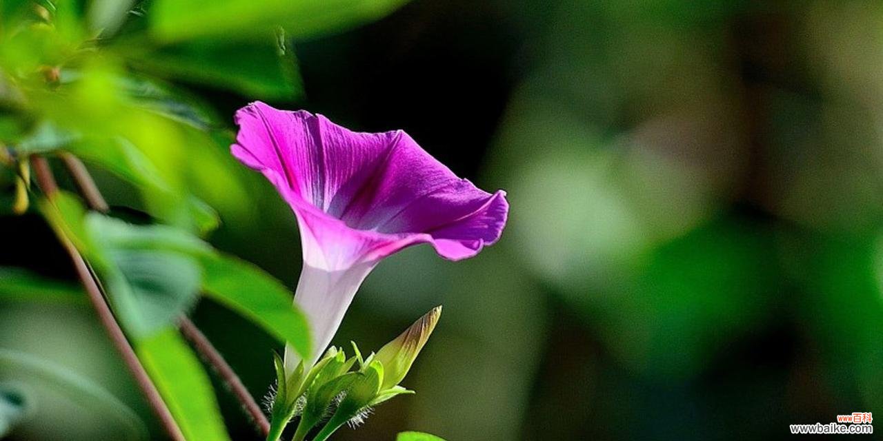探寻花与狼的奇妙关系 花开有狼,寓意深远
