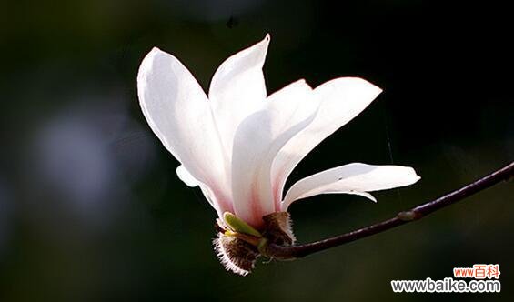 传递感恩之情的神秘之花 感恩之花-玉兰花的花语