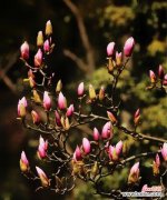 传递感恩之情的神秘之花 感恩之花-玉兰花的花语