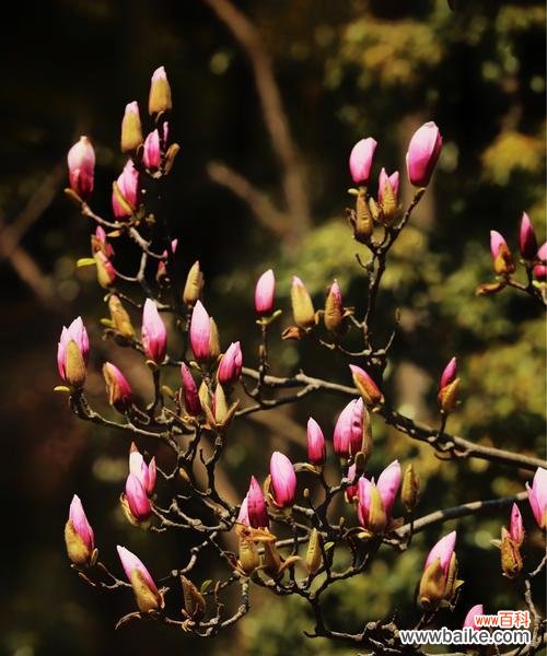 传递感恩之情的神秘之花 感恩之花-玉兰花的花语