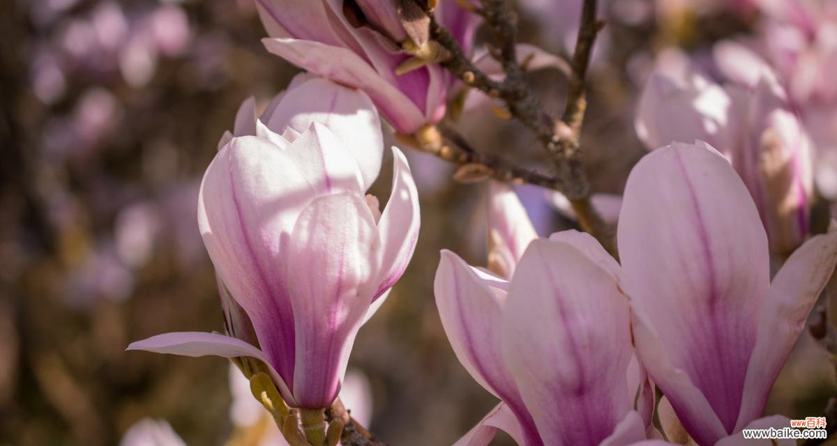 探寻玉兰花的种类与花语 玉兰花之花语大观