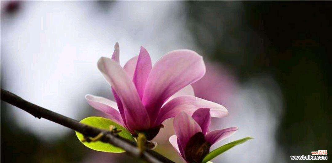 探寻玉兰花的种类与花语 玉兰花之花语大观