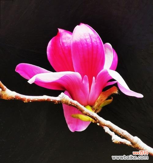 玉兰花的寓意与象征意义 玉兰花——坚强与美丽