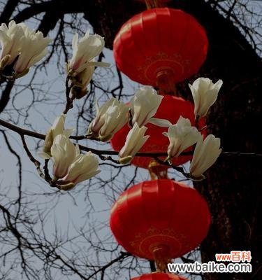 探寻不同颜色玉兰花的美丽花语 五彩斑斓的玉兰花花语之旅